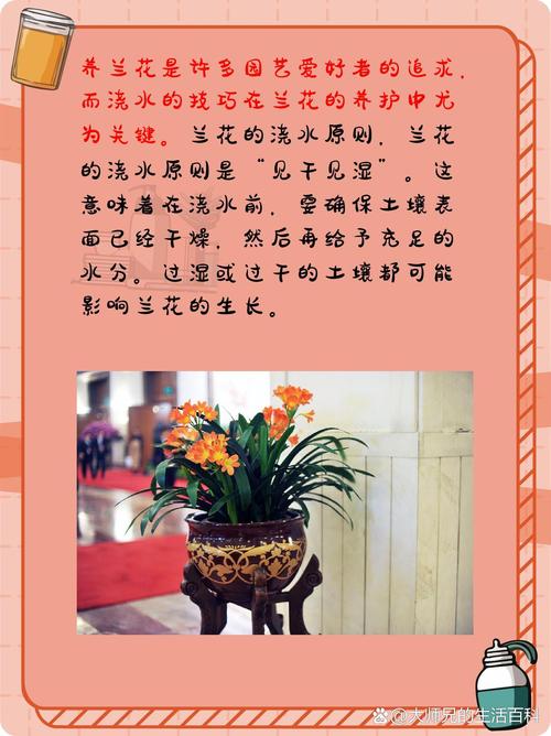 养好兰花的秘诀，怎么养兰花新手学？-第4张图片-优品飞百科