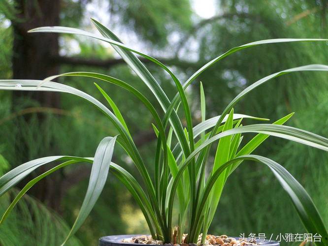 养好兰花的秘诀，怎么养兰花新手学？-第6张图片-优品飞百科