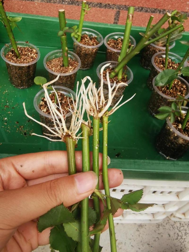 月季怎么扦插，月季怎么扦插成活率高视频