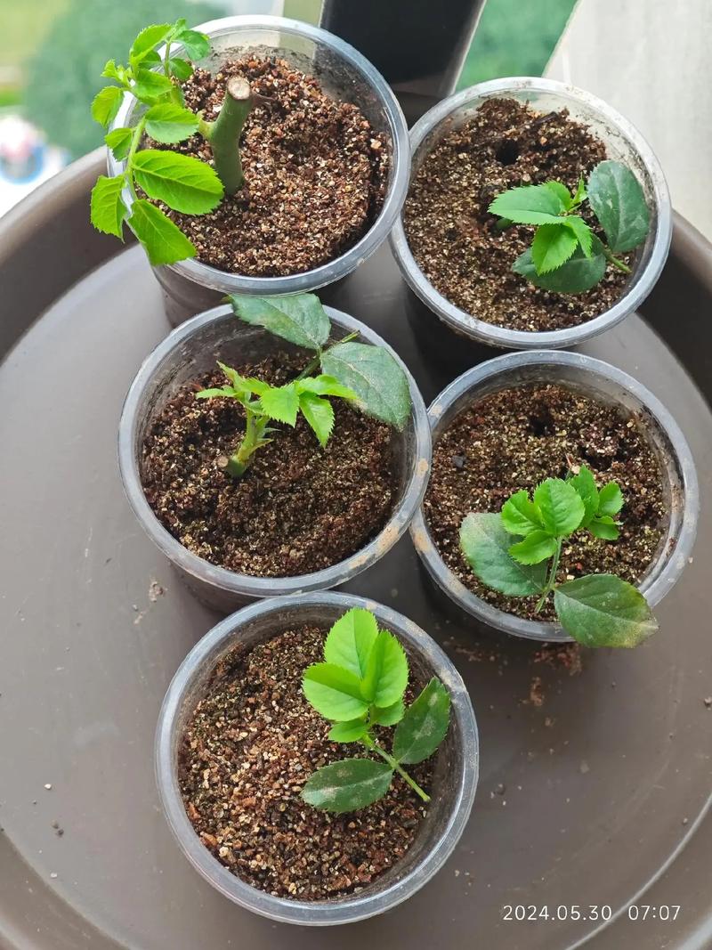 月季怎么扦插，月季怎么扦插成活率高视频-第5张图片-优品飞百科