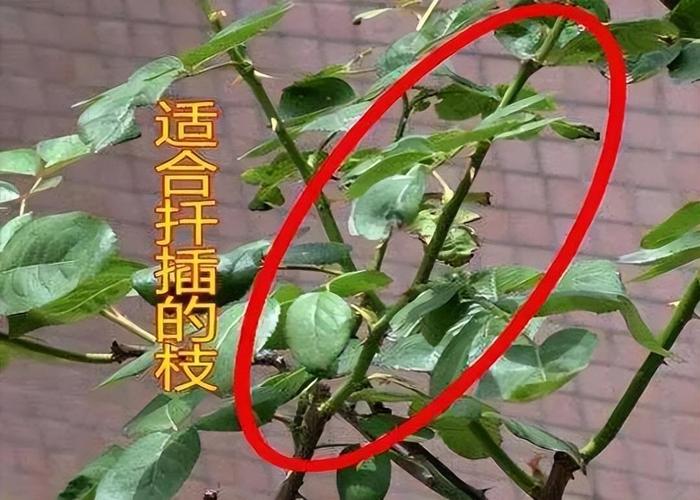 月季怎么扦插，月季怎么扦插成活率高视频-第4张图片-优品飞百科