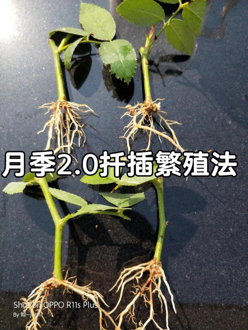 月季怎么扦插，月季怎么扦插成活率高视频-第6张图片-优品飞百科