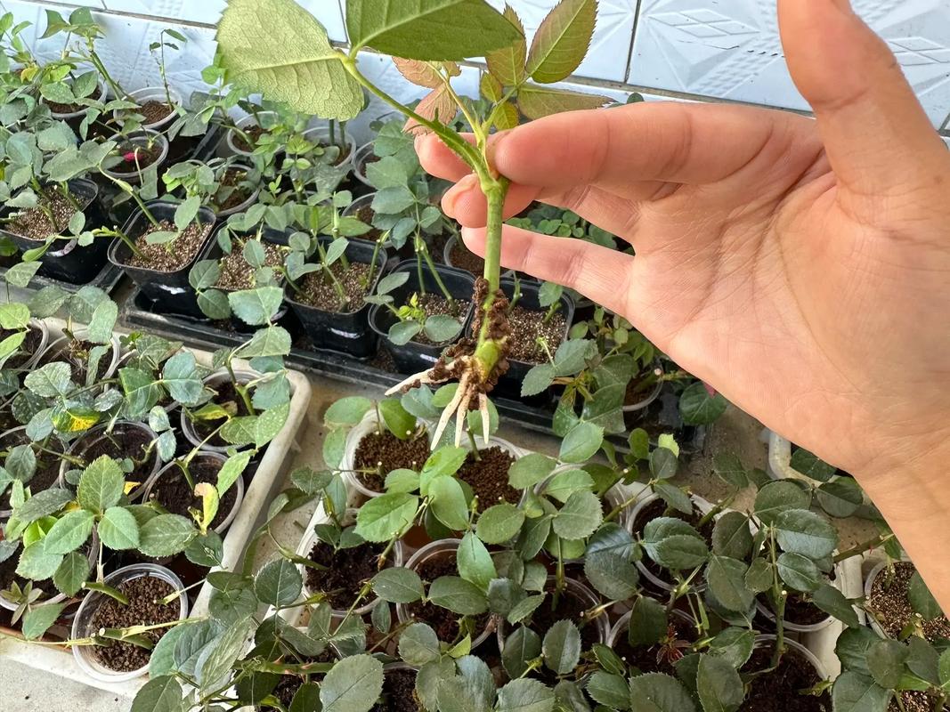 月季怎么扦插，月季怎么扦插成活率高视频-第8张图片-优品飞百科