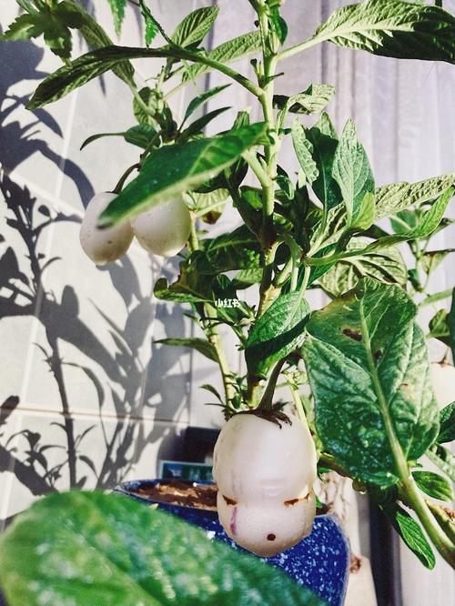 人参果盆栽怎么养殖，人参果盆栽怎么养殖的