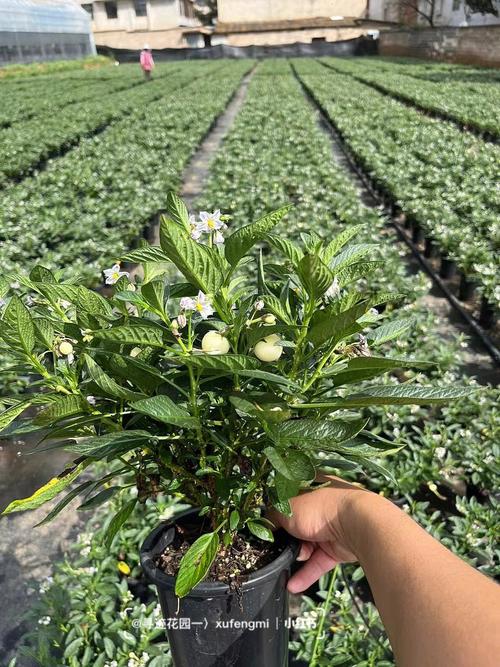 人参果盆栽怎么养殖，人参果盆栽怎么养殖的-第4张图片-优品飞百科