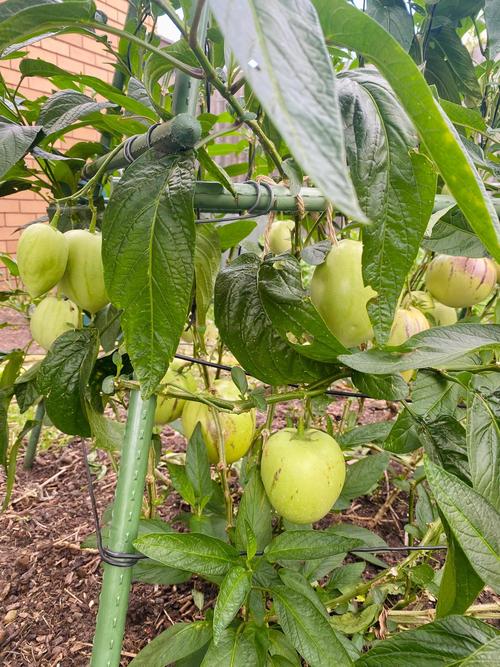 人参果盆栽怎么养殖，人参果盆栽怎么养殖的-第5张图片-优品飞百科