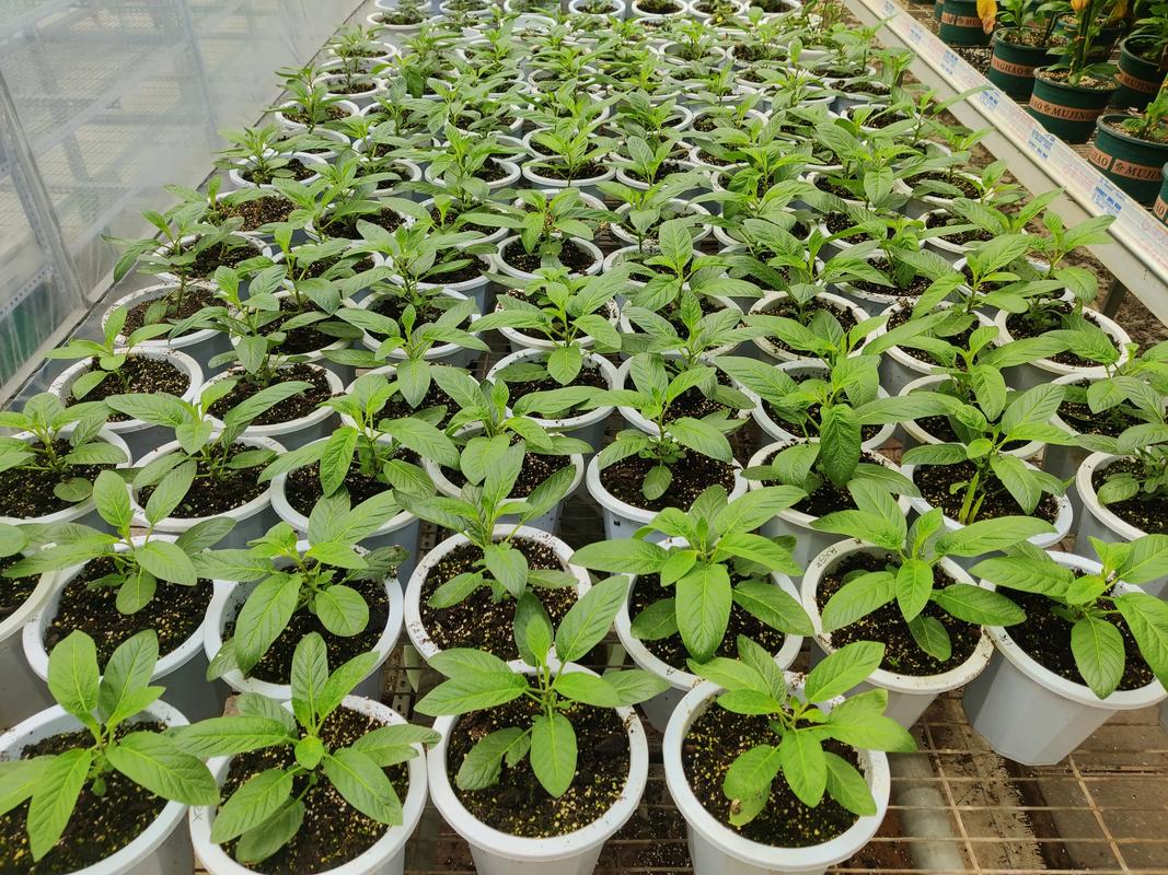 人参果盆栽怎么养殖，人参果盆栽怎么养殖的-第6张图片-优品飞百科