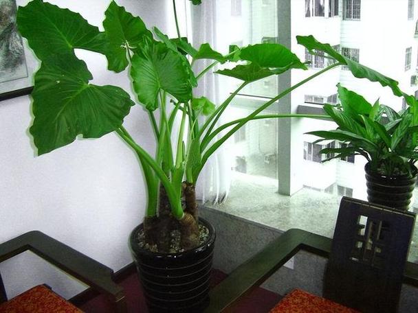 滴水观音什么时候换盆，滴水观音什么时候换盆比较好