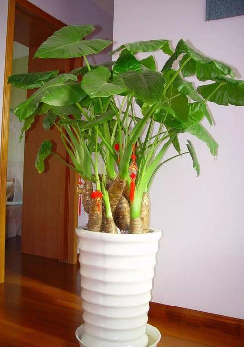 滴水观音什么时候换盆，滴水观音什么时候换盆比较好-第3张图片-优品飞百科