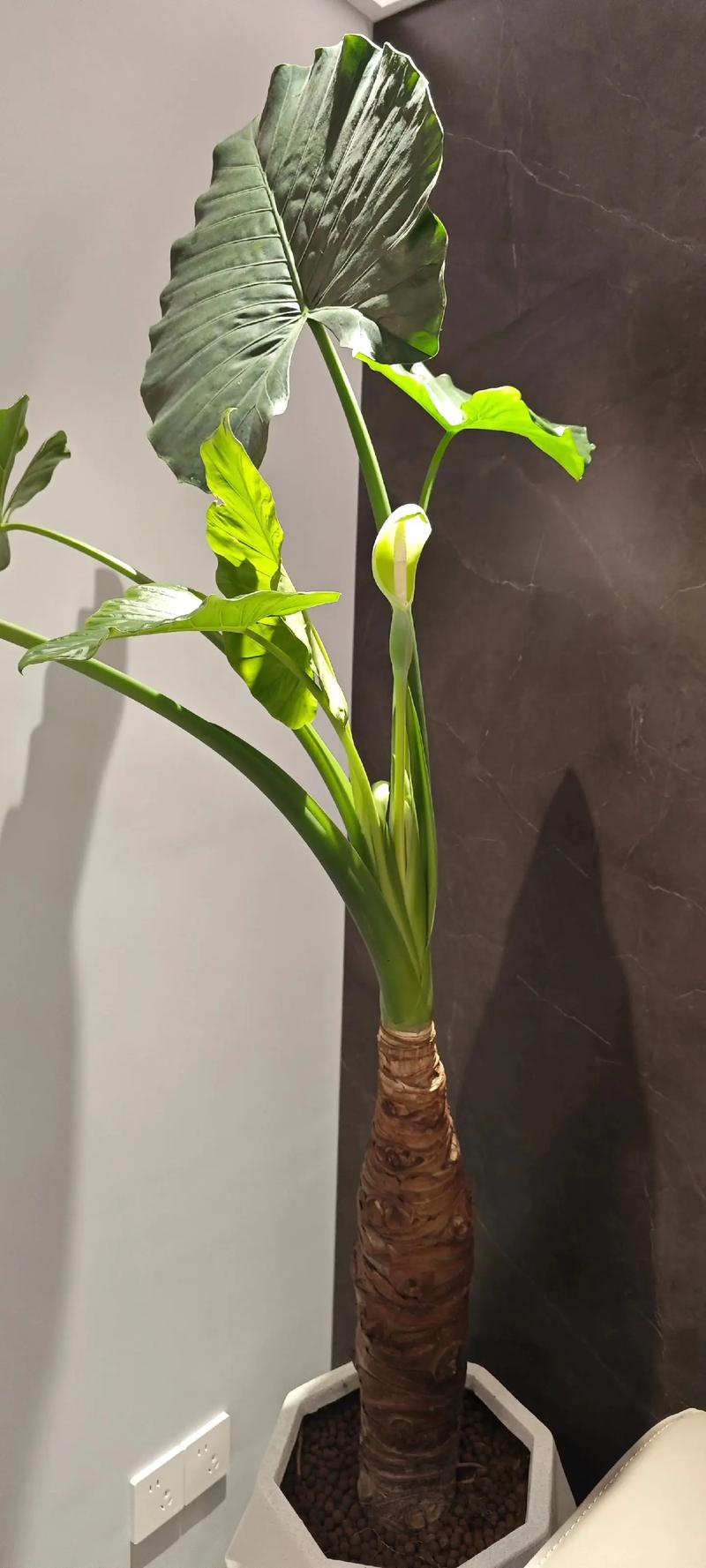 滴水观音什么时候换盆，滴水观音什么时候换盆比较好-第2张图片-优品飞百科