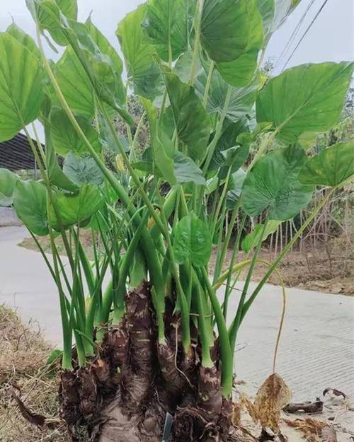 滴水观音什么时候换盆，滴水观音什么时候换盆比较好-第4张图片-优品飞百科