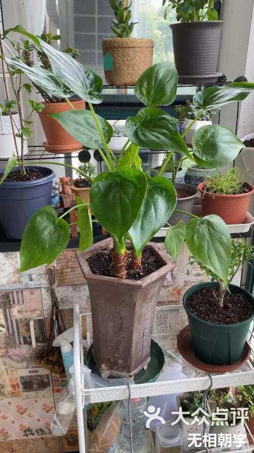 滴水观音什么时候换盆，滴水观音什么时候换盆比较好-第5张图片-优品飞百科