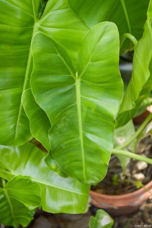 滴水观音什么时候换盆，滴水观音什么时候换盆比较好-第6张图片-优品飞百科