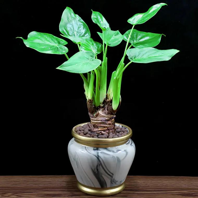 滴水观音什么时候换盆，滴水观音什么时候换盆比较好-第7张图片-优品飞百科