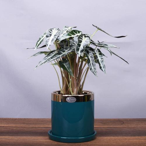 黑叶芋怎么养，黑叶芋叶子干了