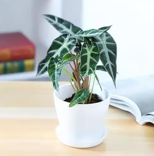 黑叶芋怎么养，黑叶芋叶子干了-第2张图片-优品飞百科