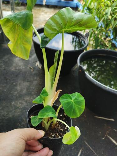 黑叶芋怎么养，黑叶芋叶子干了-第3张图片-优品飞百科