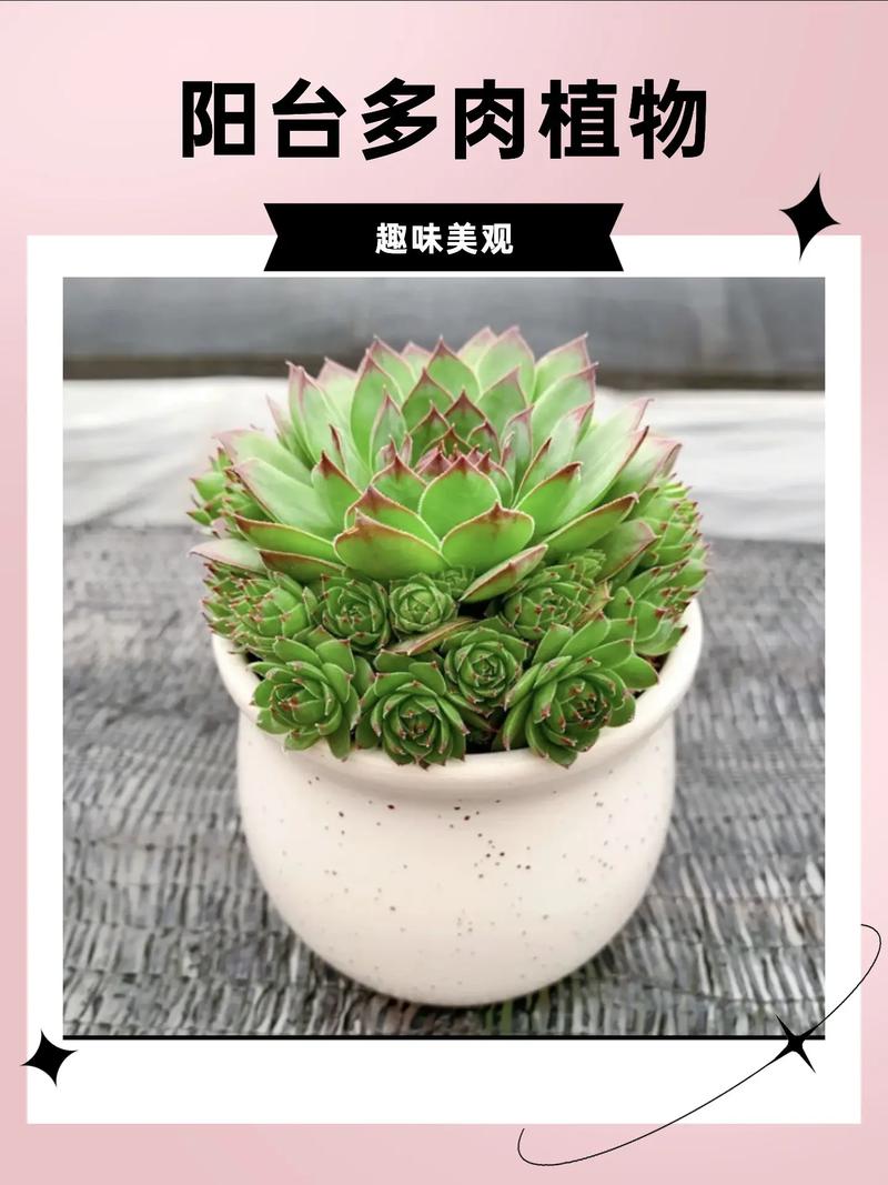 黑叶芋怎么养，黑叶芋叶子干了-第4张图片-优品飞百科