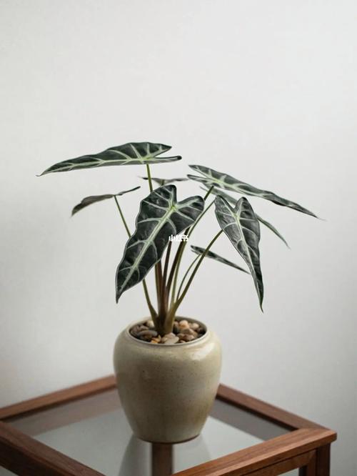 黑叶芋怎么养，黑叶芋叶子干了-第5张图片-优品飞百科