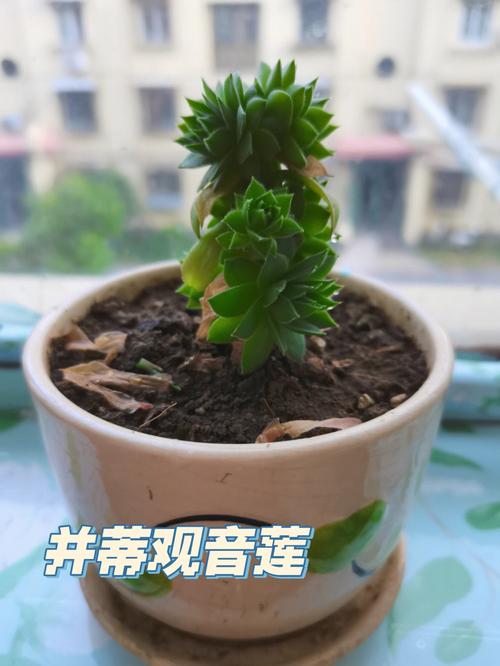 黑叶芋怎么养，黑叶芋叶子干了-第6张图片-优品飞百科
