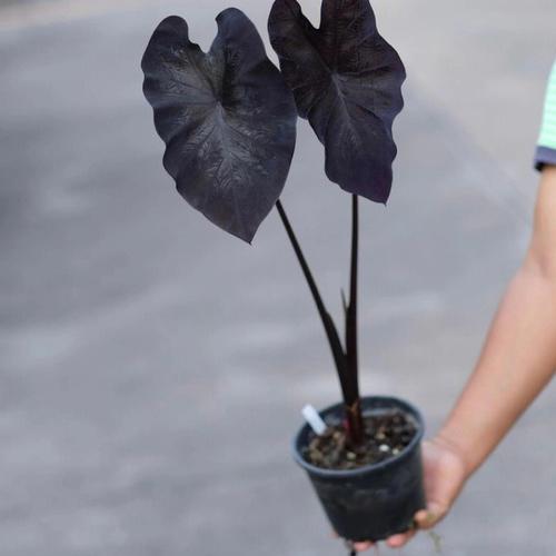 黑叶芋怎么养，黑叶芋叶子干了-第7张图片-优品飞百科