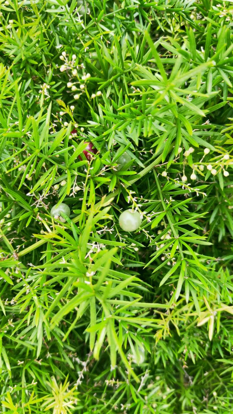 天门冬应该怎么养殖？天门冬怎么养殖茂盛呢？