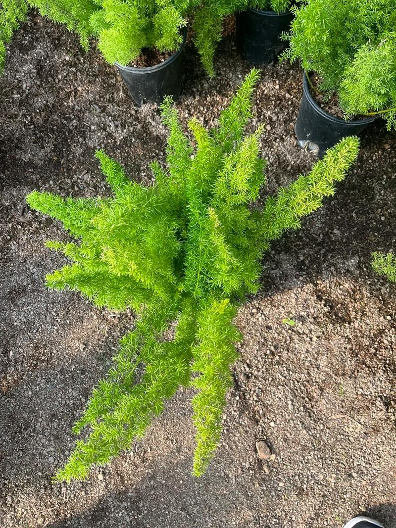 天门冬应该怎么养殖?天门冬怎么养殖茂盛呢?-第2张图片-优品飞百科 天门冬应该怎么养殖?天门冬怎么养殖茂盛呢?-第2张图片-优品飞百科