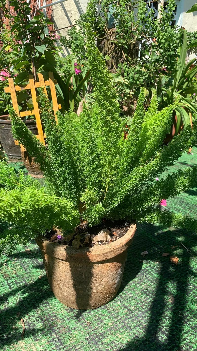 天门冬应该怎么养殖?天门冬怎么养殖茂盛呢?-第3张图片-优品飞百科 天门冬应该怎么养殖?天门冬怎么养殖茂盛呢?-第3张图片-优品飞百科