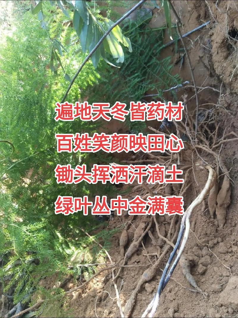 天门冬应该怎么养殖?天门冬怎么养殖茂盛呢?-第6张图片-优品飞百科 天门冬应该怎么养殖?天门冬怎么养殖茂盛呢?-第6张图片-优品飞百科