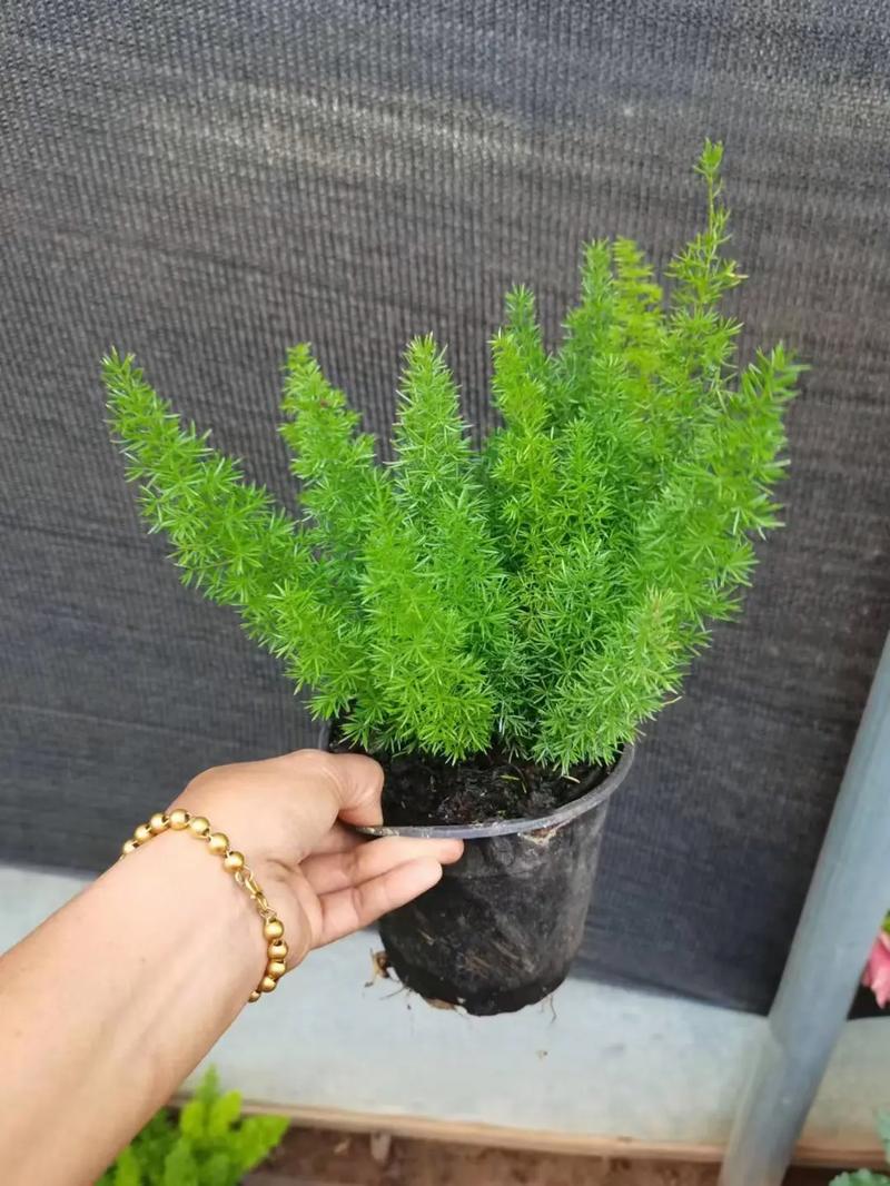 天门冬应该怎么养殖?天门冬怎么养殖茂盛呢?-第7张图片-优品飞百科 天门冬应该怎么养殖?天门冬怎么养殖茂盛呢?-第7张图片-优品飞百科