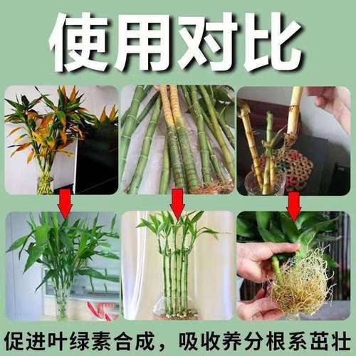 富贵竹用什么肥料，富贵竹用什么肥料养才旺盛？