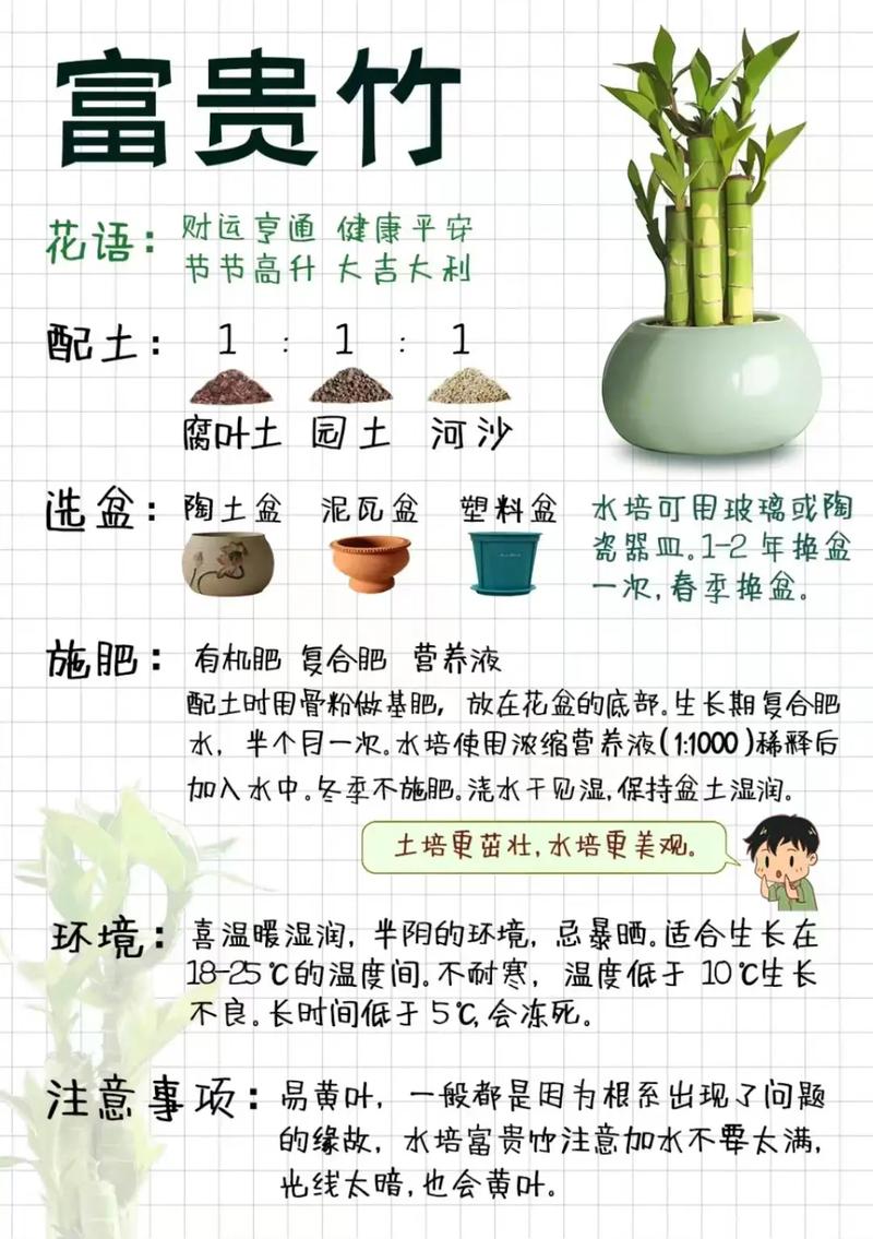 富贵竹用什么肥料，富贵竹用什么肥料养才旺盛？-第4张图片-优品飞百科