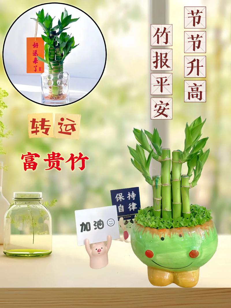 新买的富贵竹怎么养?新买的富贵竹怎么养发根快?-第4张图片-优品飞百科 新买的富贵竹怎么养?新买的富贵竹怎么养发根快?-第4张图片-优品飞百科