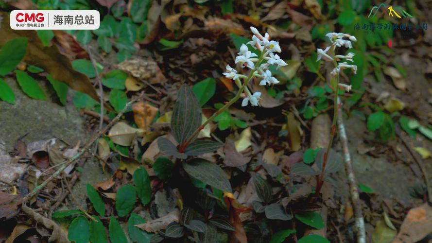 血叶兰怎么装盆？血叶兰怎么装盆栽？