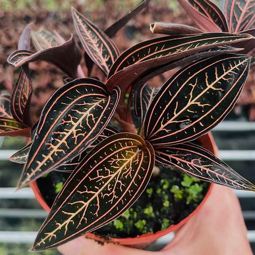 血叶兰怎么装盆？血叶兰怎么装盆栽？-第2张图片-优品飞百科