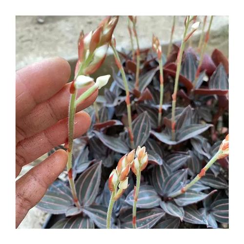 血叶兰怎么装盆？血叶兰怎么装盆栽？-第3张图片-优品飞百科