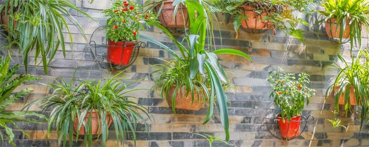 血叶兰怎么装盆？血叶兰怎么装盆栽？-第4张图片-优品飞百科