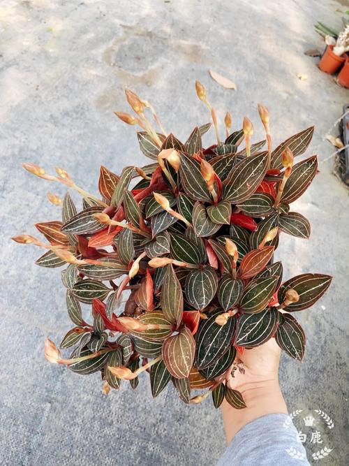 血叶兰怎么装盆？血叶兰怎么装盆栽？-第5张图片-优品飞百科