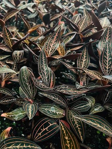 血叶兰怎么装盆？血叶兰怎么装盆栽？-第6张图片-优品飞百科