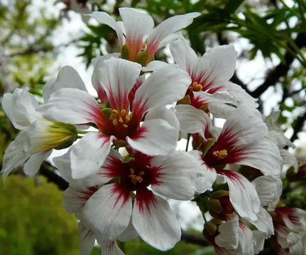 怎样修剪文冠果树，文冠果树怎么修剪