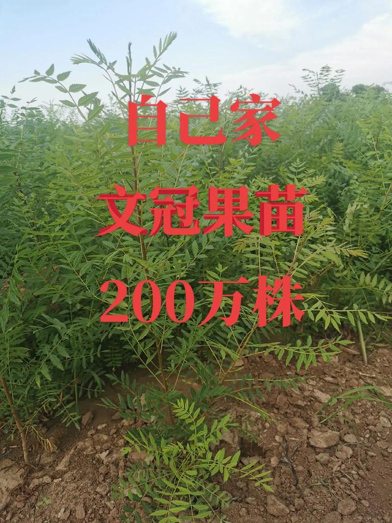 怎样修剪文冠果树，文冠果树怎么修剪-第2张图片-优品飞百科