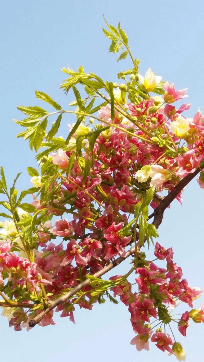 怎样修剪文冠果树，文冠果树怎么修剪-第4张图片-优品飞百科