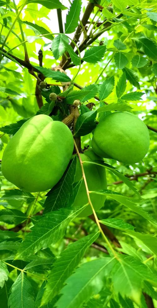 怎样修剪文冠果树，文冠果树怎么修剪-第5张图片-优品飞百科