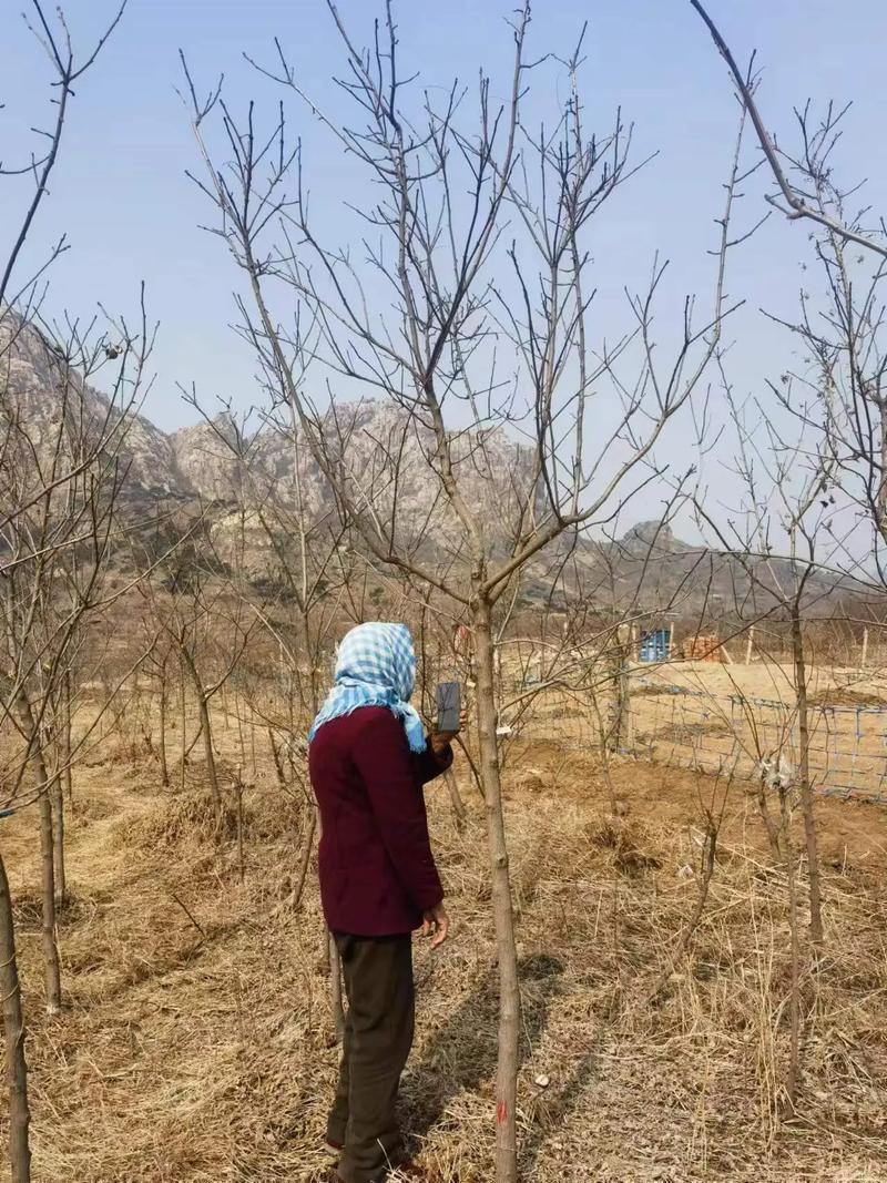 怎样修剪文冠果树，文冠果树怎么修剪-第6张图片-优品飞百科