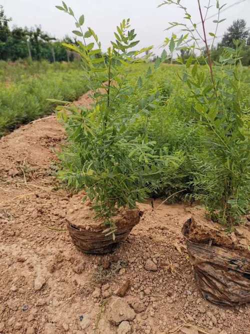 怎样修剪文冠果树，文冠果树怎么修剪-第7张图片-优品飞百科