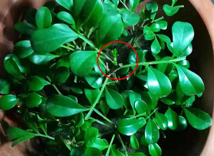 米兰扦插生根最快方法，米兰扦插视频教程？