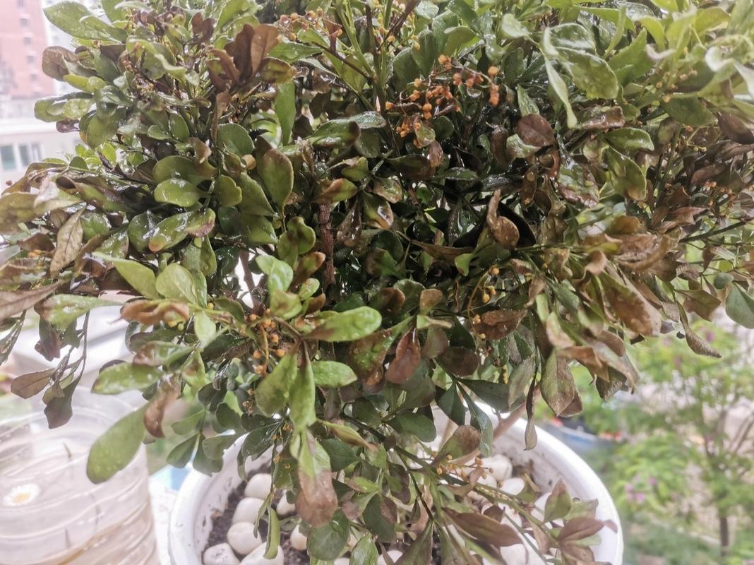 米兰扦插生根最快方法,米兰扦插视频教程?-第3张图片-优品飞百科 米兰扦插生根最快方法,米兰扦插视频教程?-第3张图片-优品飞百科