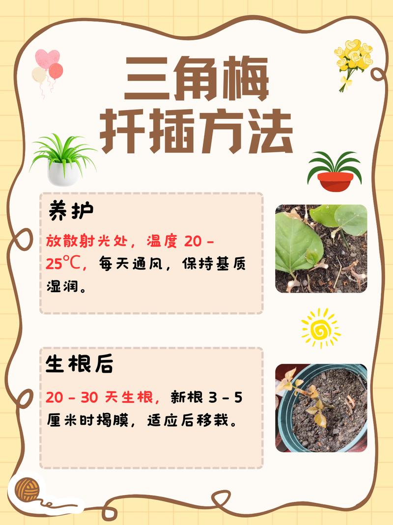 米兰扦插生根最快方法,米兰扦插视频教程?-第2张图片-优品飞百科 米兰扦插生根最快方法,米兰扦插视频教程?-第2张图片-优品飞百科