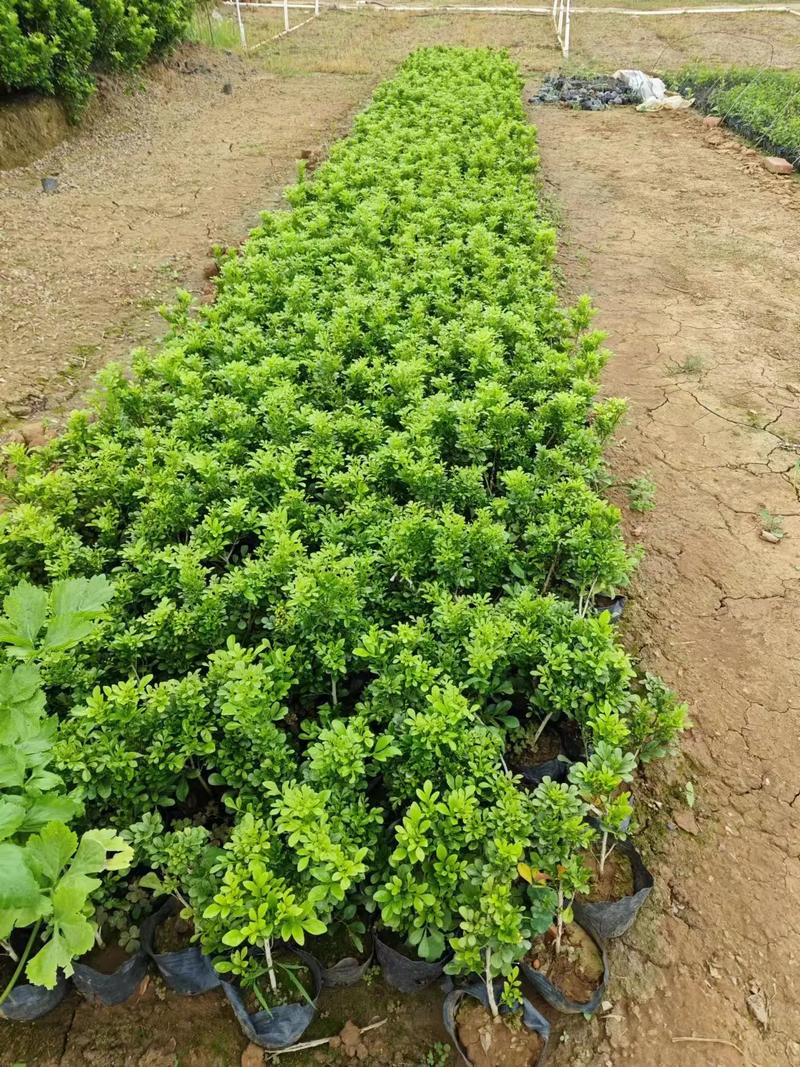 米兰扦插生根最快方法,米兰扦插视频教程?-第4张图片-优品飞百科 米兰扦插生根最快方法,米兰扦插视频教程?-第4张图片-优品飞百科