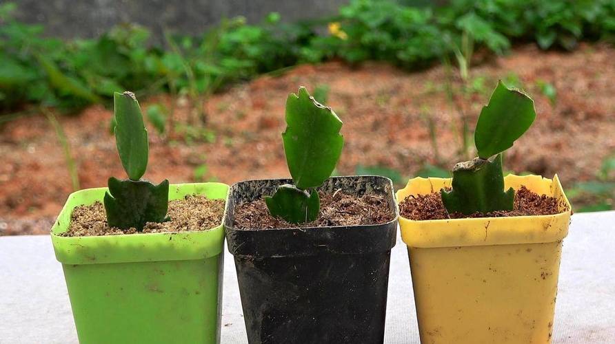 米兰扦插生根最快方法,米兰扦插视频教程?-第5张图片-优品飞百科 米兰扦插生根最快方法,米兰扦插视频教程?-第5张图片-优品飞百科